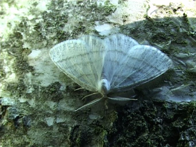 Weißstirn-Weißspanner ( Cabera pusaria ), Männchen : Am Niederrhein, Biotop, 23.05.2009